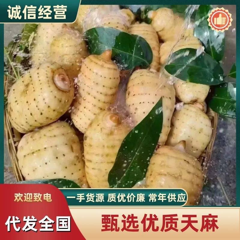 产地直发]甄选优质小草坝新鲜天麻诚信经营云南昭通直发