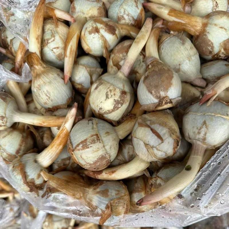 茨菇-云南冬季茨菇大量上市。