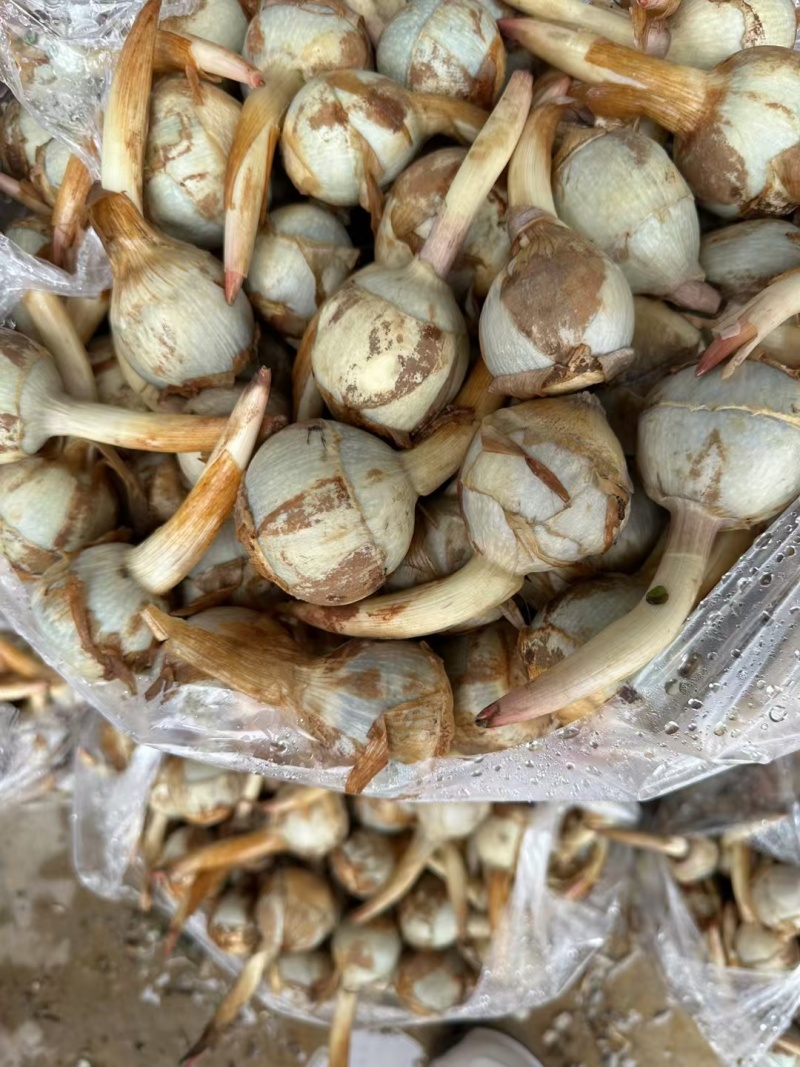 茨菇-云南冬季茨菇大量上市。