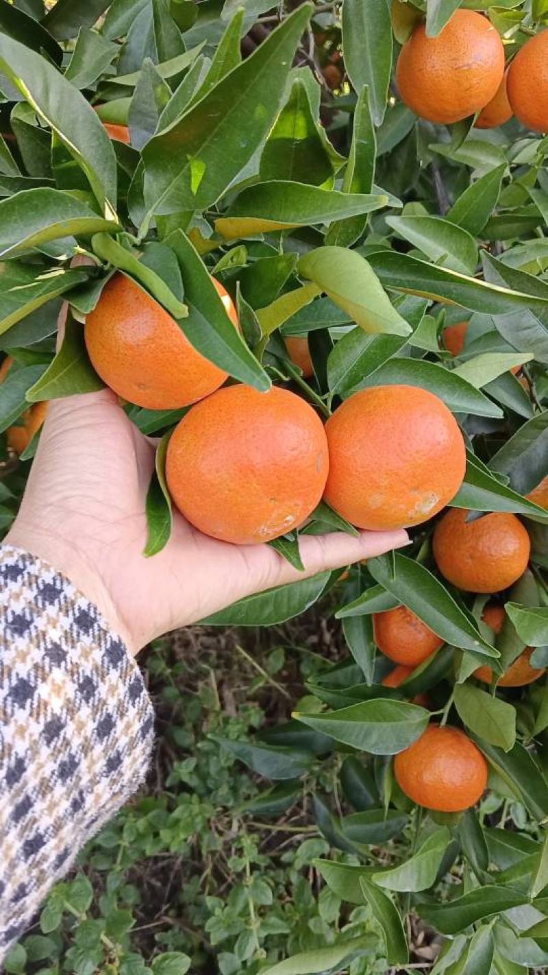 东方红