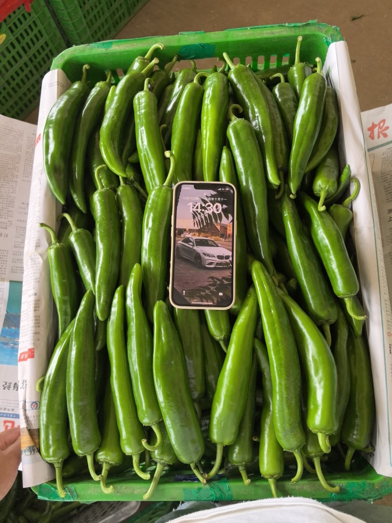 雷州.平湖产区新苗青皮上市价格优惠质量保证