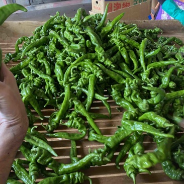 螺丝椒