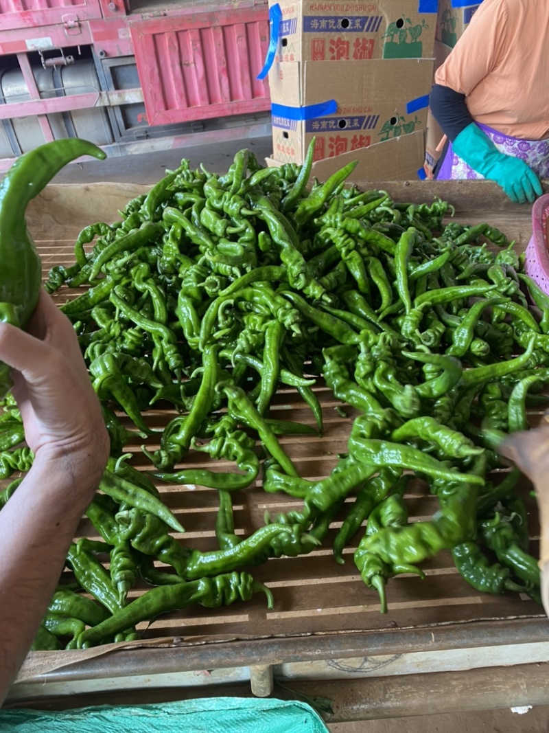 螺丝椒