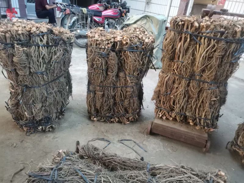 广东省毒鱼藤根专用/见效快/欢迎广大客商咨询
