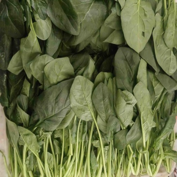 山东菠菜小叶菠菜一手货源产地直发可视频看货