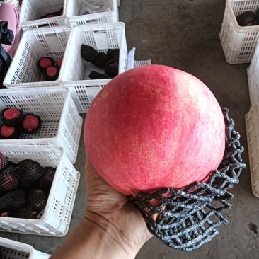 黑籽酸甜石榴