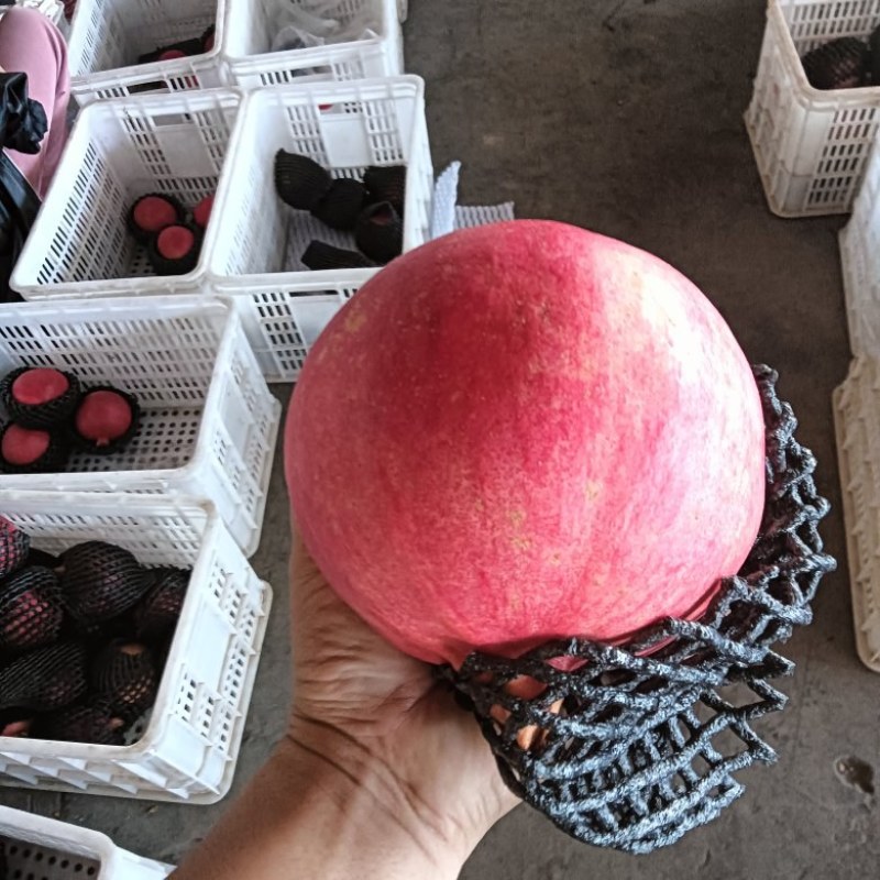 黑籽酸甜石榴