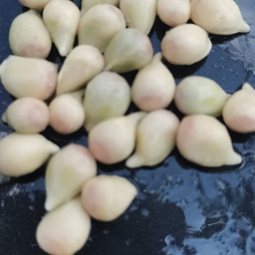 资阳香橙种子现洗现发货