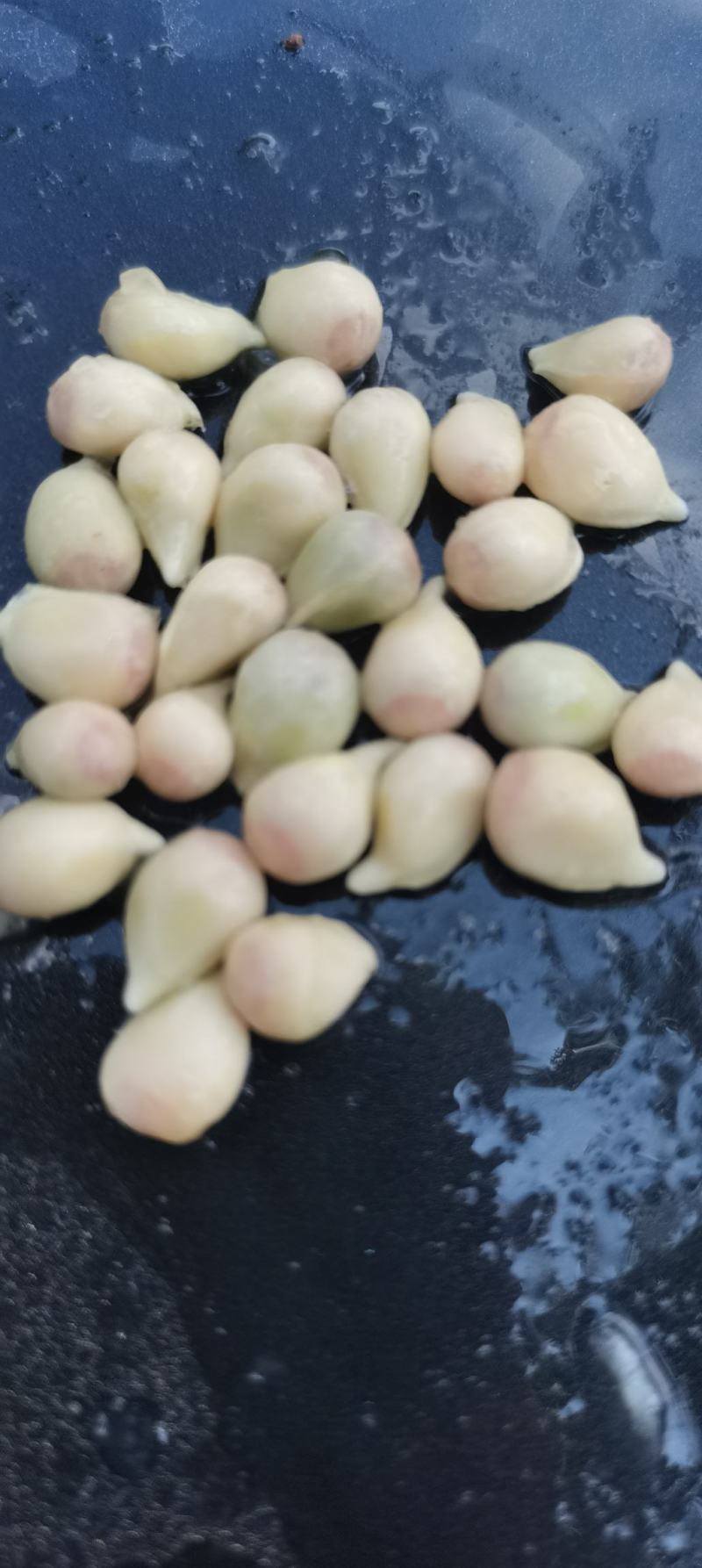 资阳香橙种子现洗现发货