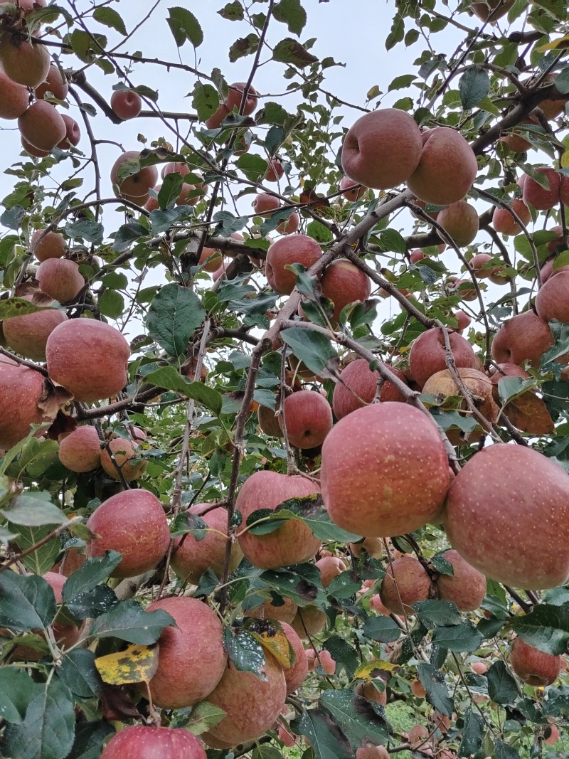 汉源糖心苹果。高次果。大量上市，需要联系