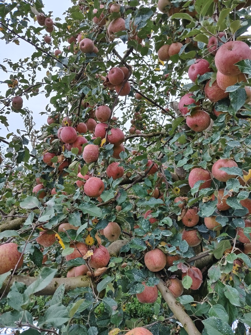 汉源糖心苹果。高次果。大量上市，需要联系