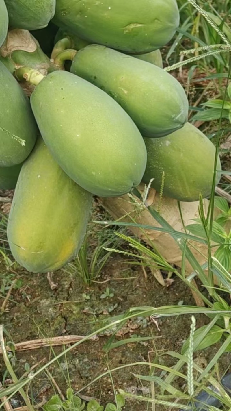 红心木瓜