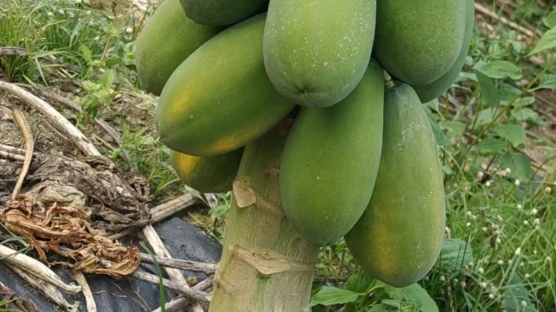 红心木瓜