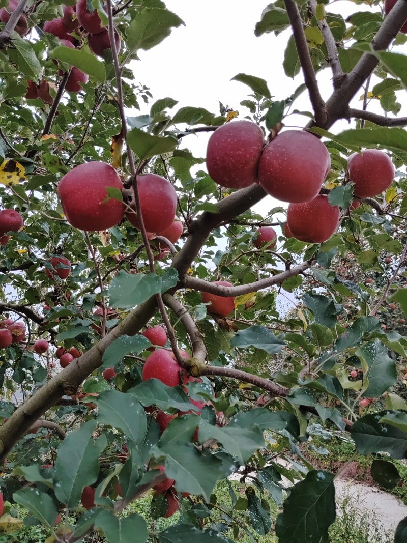 汉源糖心苹果，产地直销，新鲜采摘，大量上市，