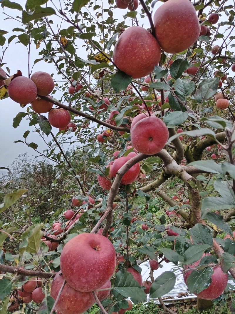 汉源糖心苹果，产地直销，新鲜采摘，大量上市，