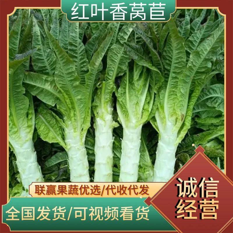 莴苣红叶莴苣青皮青肉无花无空心产地直供全国代发量大