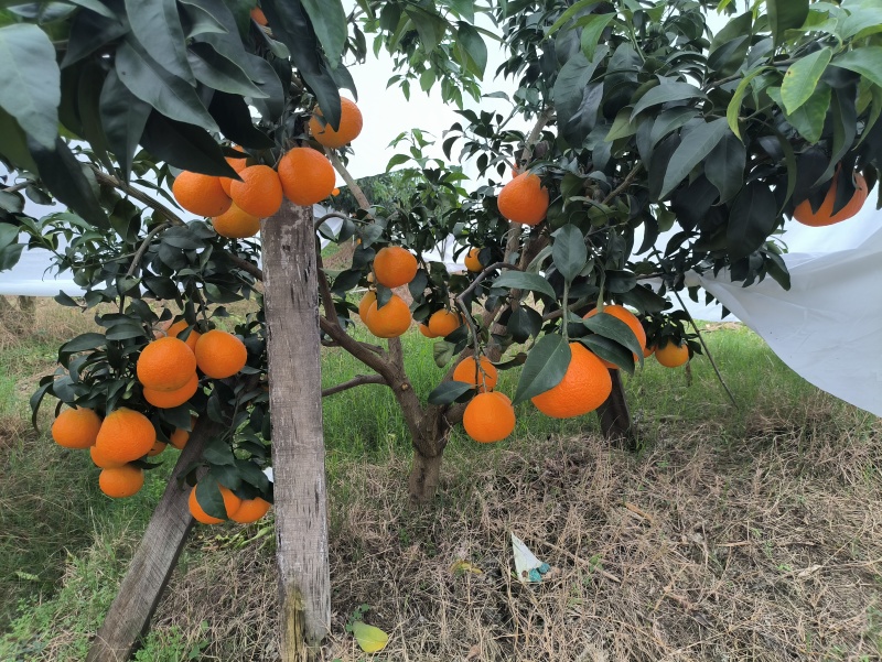 精品爱媛橙大量供应代发全国诚信合作欢迎来电咨询