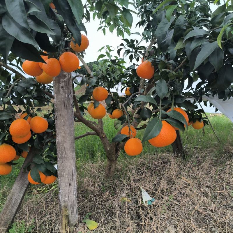 精品爱媛橙大量供应代发全国诚信合作欢迎来电咨询