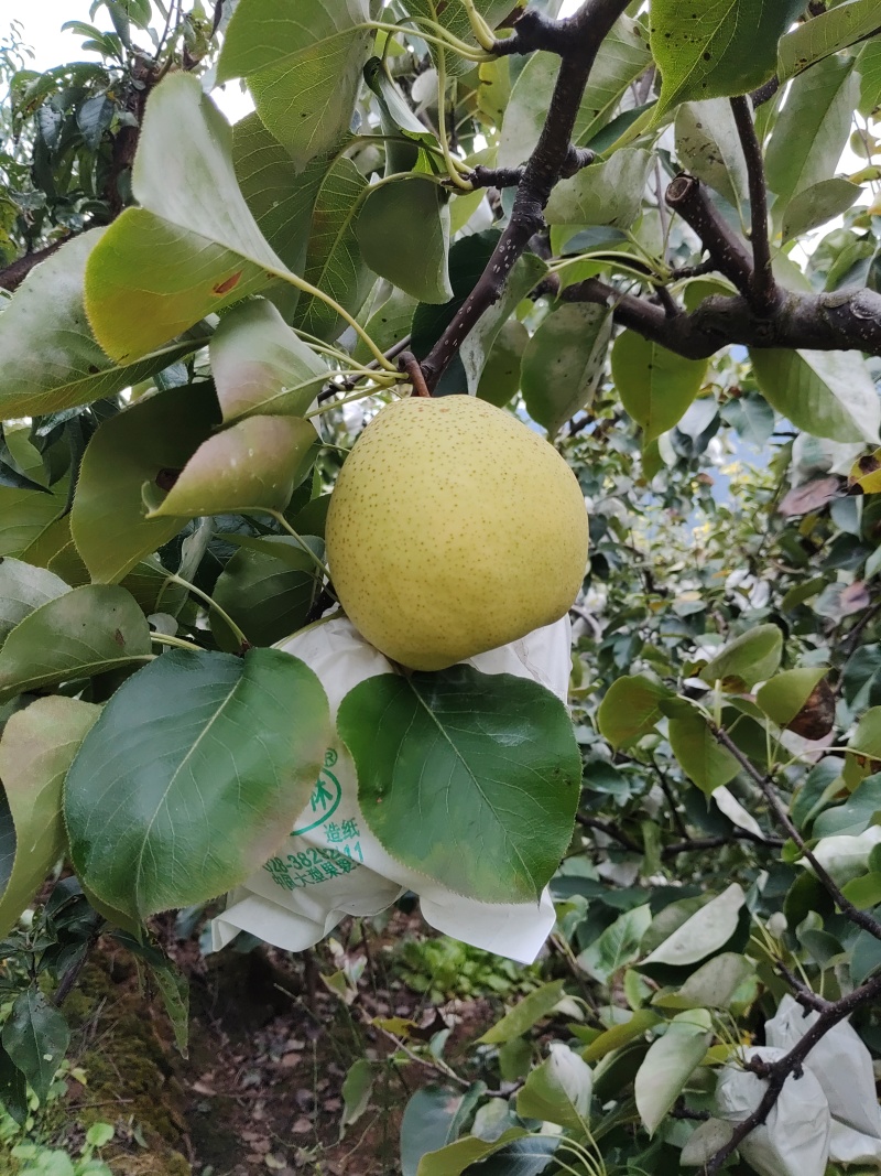 汉源套袋金花梨，大量上市，个头大，果面干净，6量起，