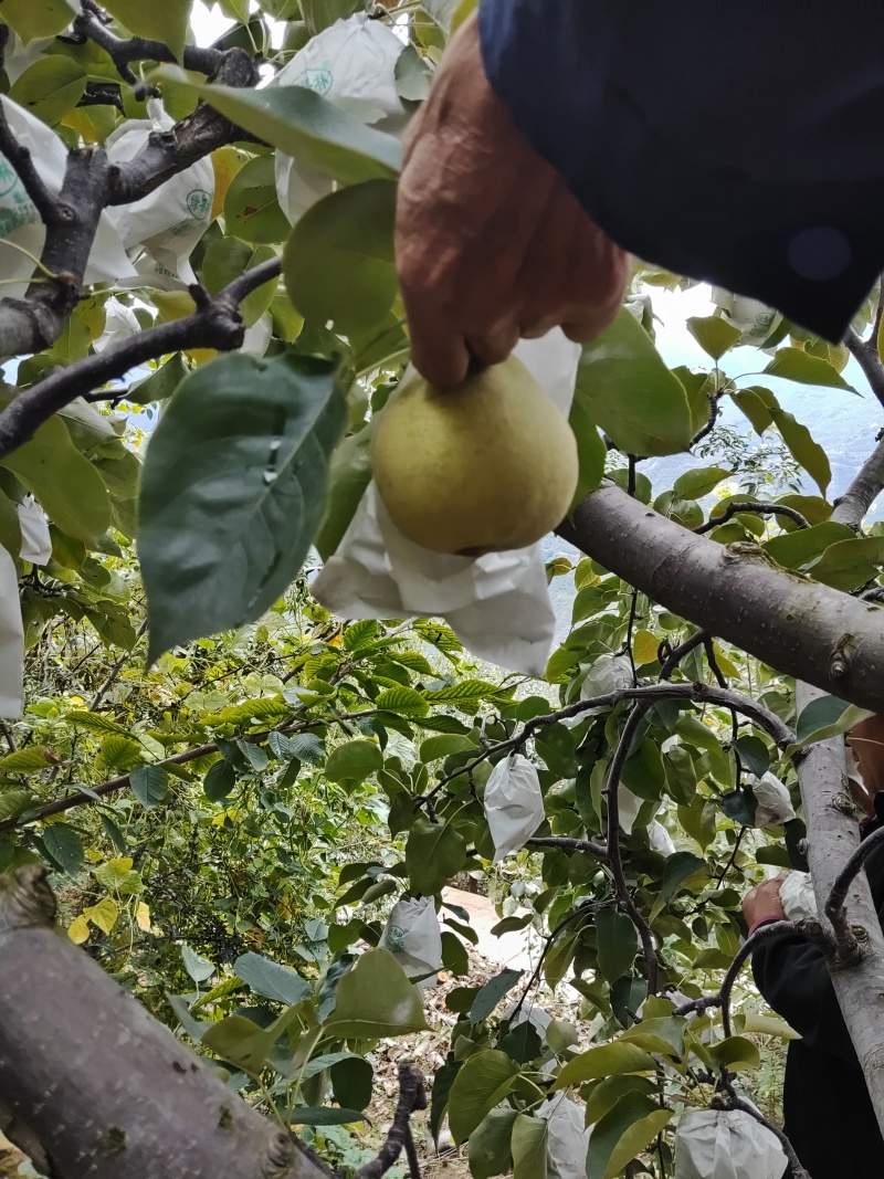 汉源套袋金花梨，大量上市，个头大，果面干净，6量起，