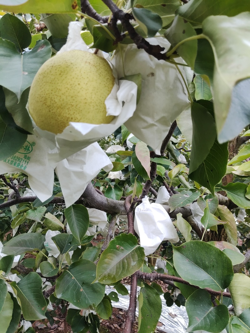 汉源套袋金花梨，大量上市，个头大，果面干净，6量起，