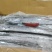 带鱼箱装单条气冻无冰型号齐全货源充足量大从优