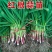 蒜苗红根蒜苗叶青根红，支持水洗