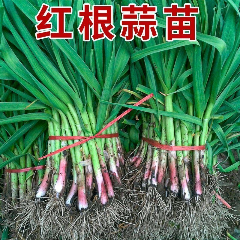 蒜苗红根蒜苗叶青根红，支持水洗