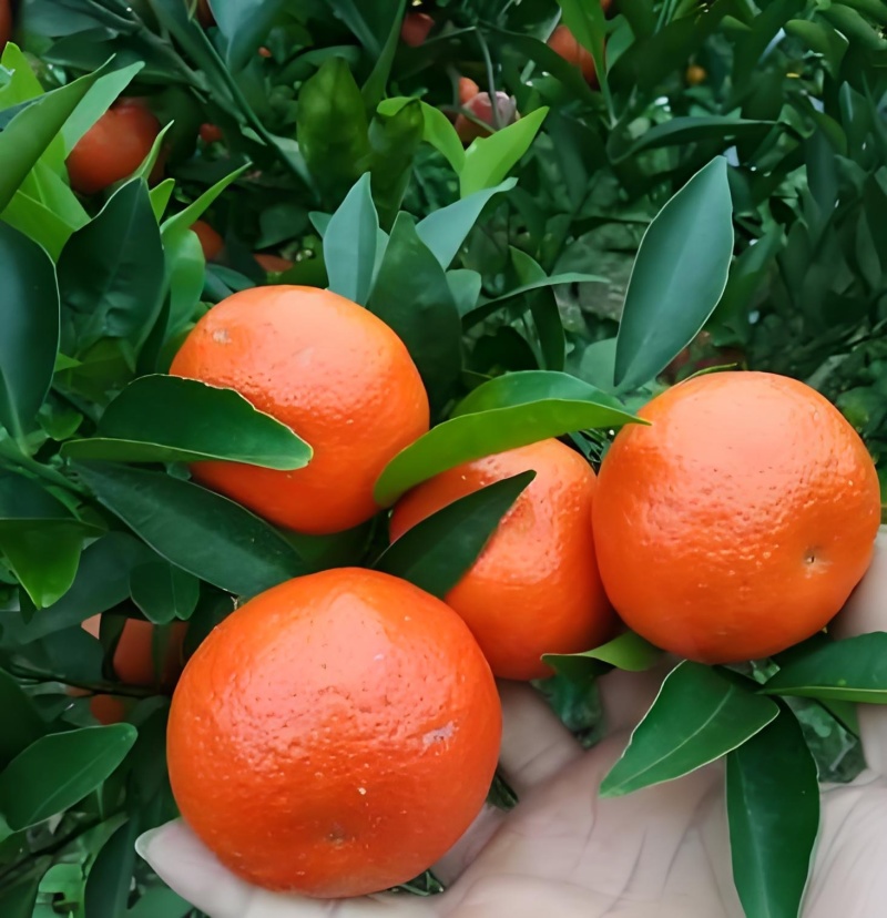 东方红，四季红，杂柑，红美人，一手货源，欢迎来电咨询