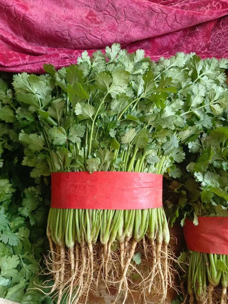 【推荐】精品香菜产地直发大量现货叶面干净可视频看货