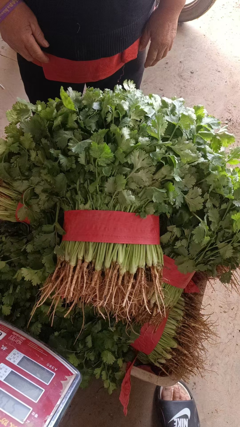 【推荐】精品香菜产地直发大量现货叶面干净可视频看货
