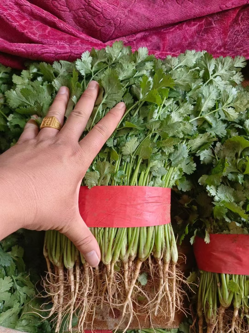 【推荐】精品香菜产地直发大量现货叶面干净可视频看货