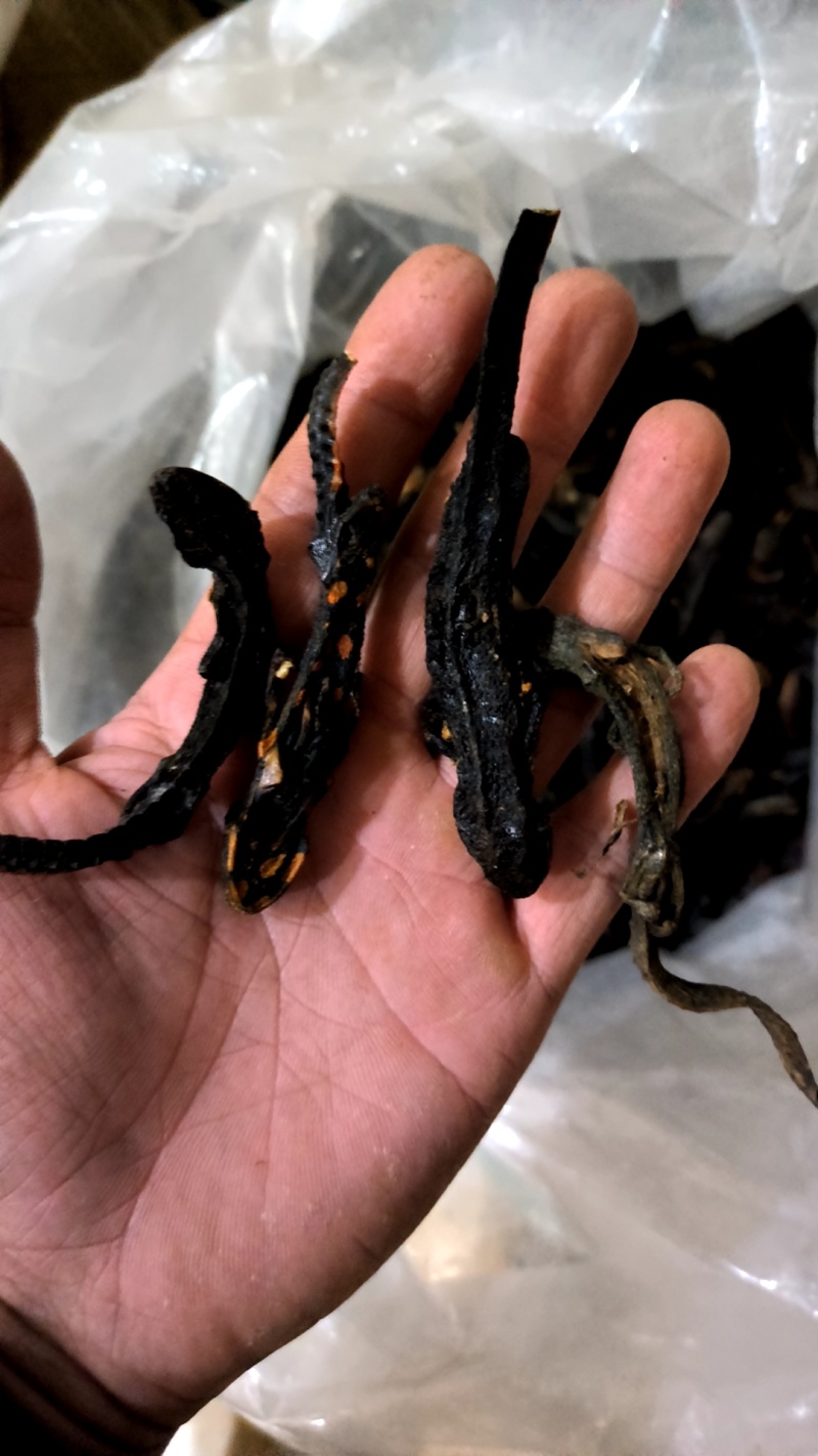 红杉鱼羌活鱼接骨丹中药材批发零售各种中药材……