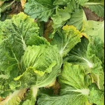 大白菜,安徽大白菜，基地直发，全国发货，欢迎来电