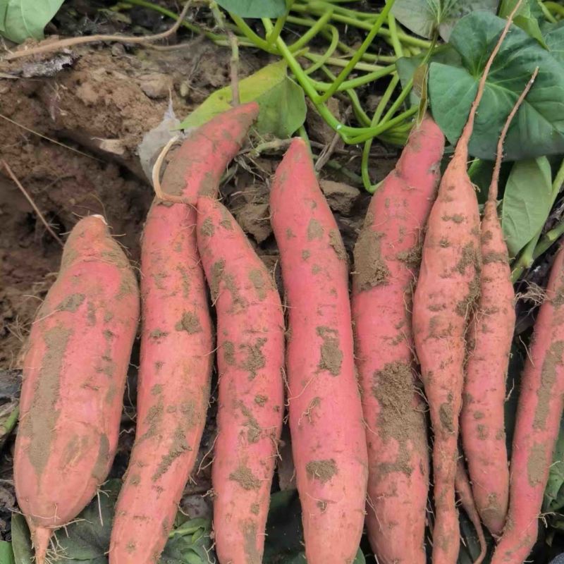 【推荐】糖烟薯25河北红薯大量上市货源充足欢迎