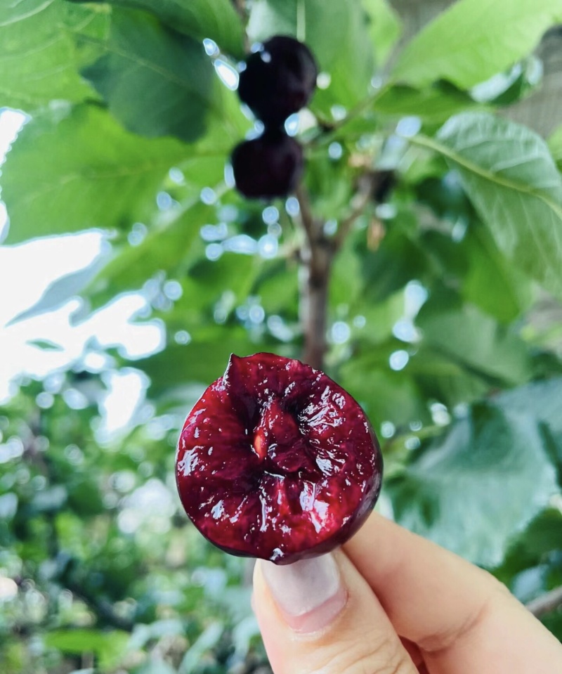 现货速发10点前订单正常当天发货进口车厘子可以一件代发货