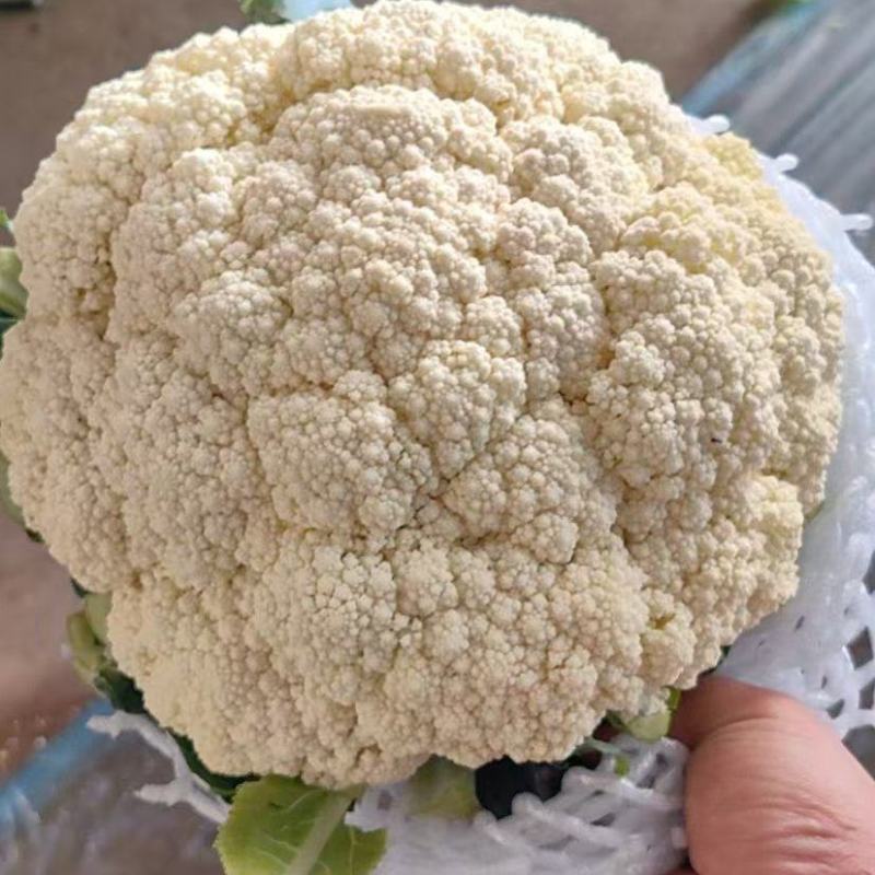 【荐】精品有机花产地直发大量现货可视频看货品质保证