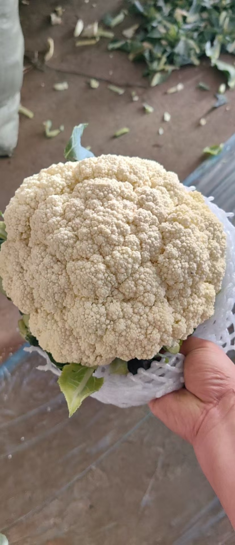 【荐】精品有机花产地直发大量现货可视频看货品质保证