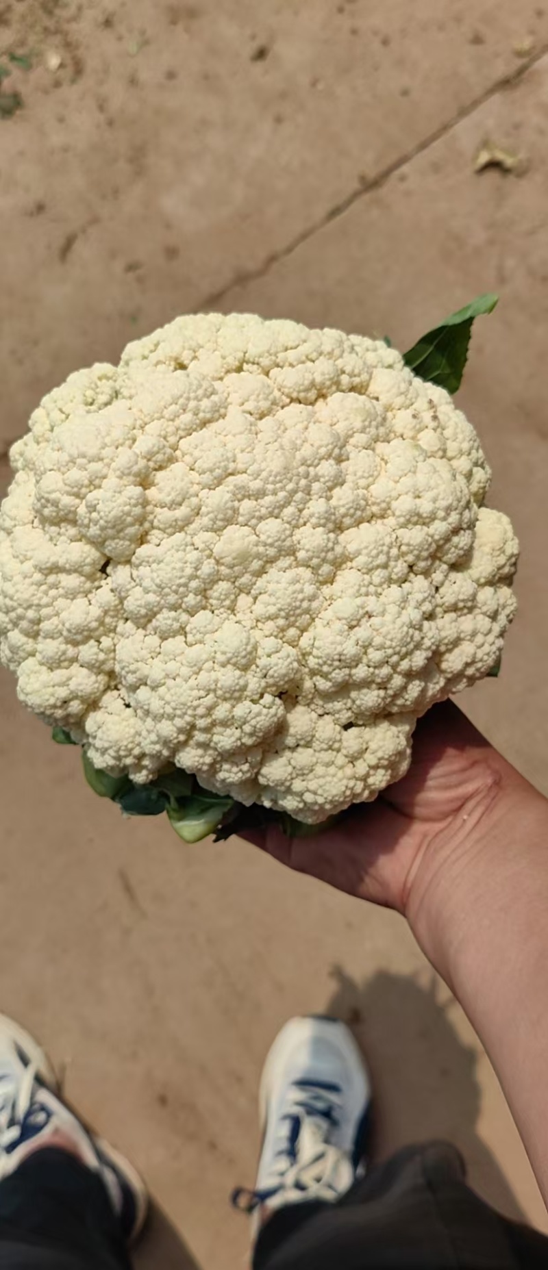 【荐】精品有机花产地直发大量现货可视频看货品质保证