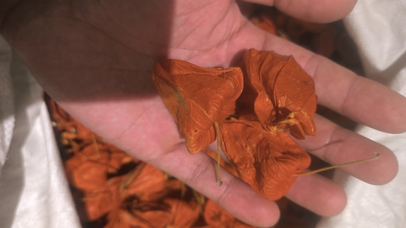 灯笼草锦灯笼中药材批发零售各种中药材，欢迎咨询……