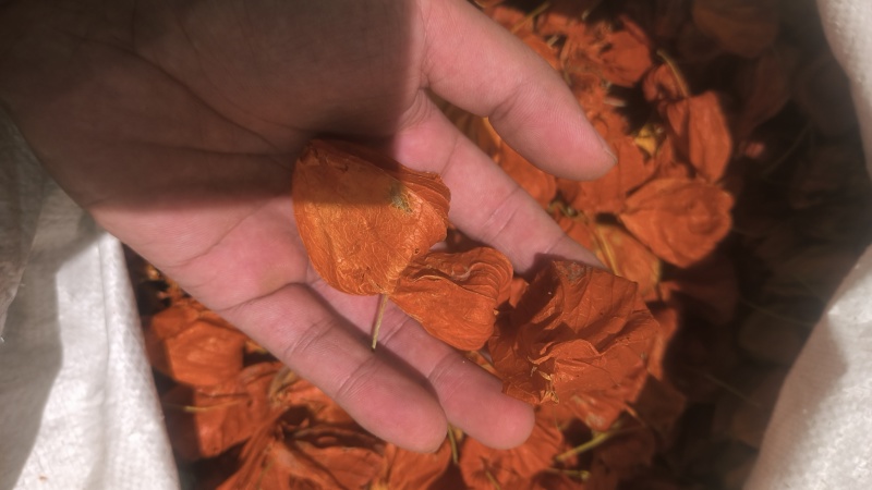灯笼草锦灯笼中药材批发零售各种中药材，欢迎咨询……