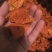 灯笼草锦灯笼中药材批发零售各种中药材，欢迎咨询……