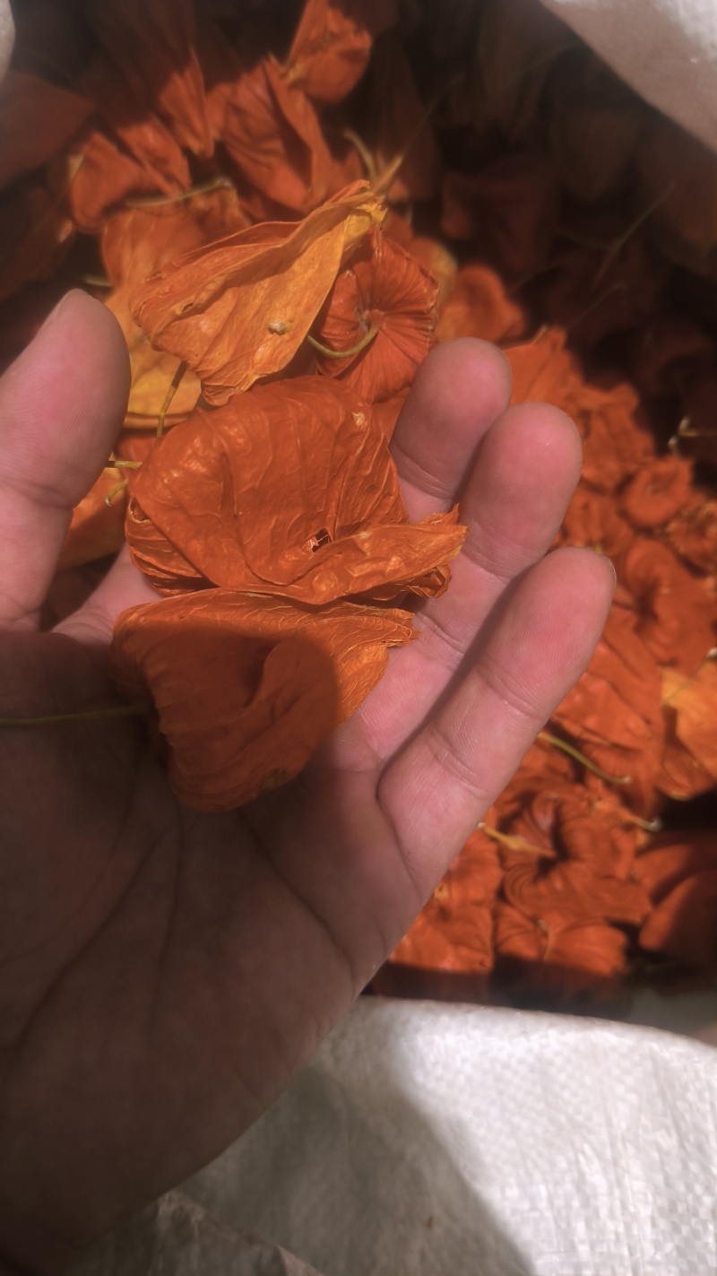 灯笼草锦灯笼中药材批发零售各种中药材，欢迎咨询……