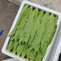 【推荐】精品油麦菜产地直发保质保量可视频需要的与我联系