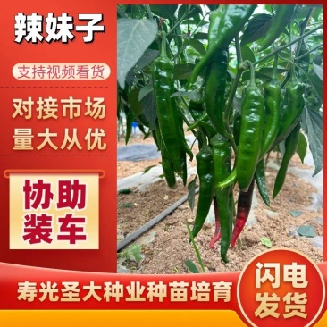 辣妹子辣椒种子特辣型易管理抗病毒四季可种