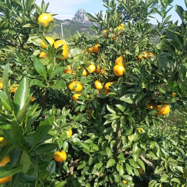 大炮蜜桔80货