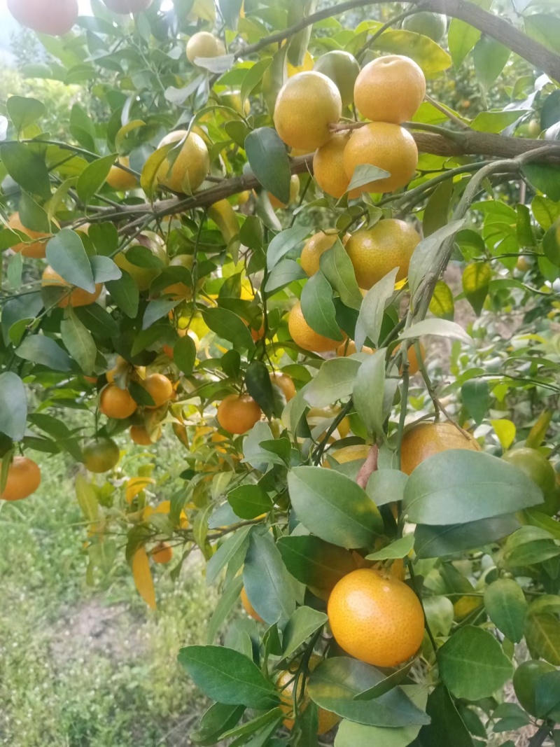 广西砂糖橘准备上市