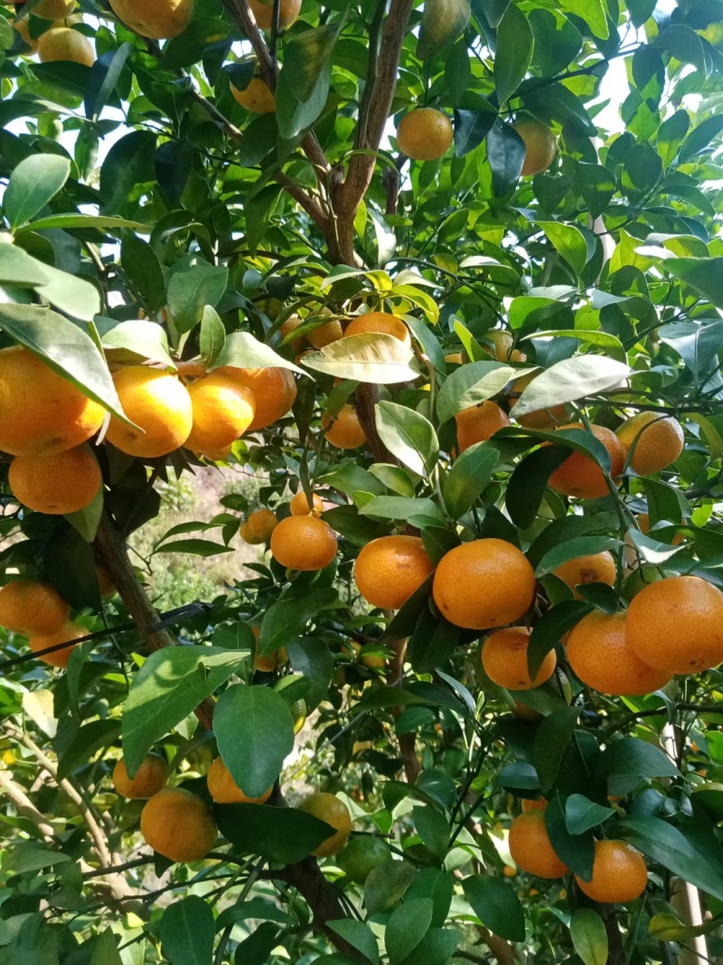 广西砂糖橘准备上市