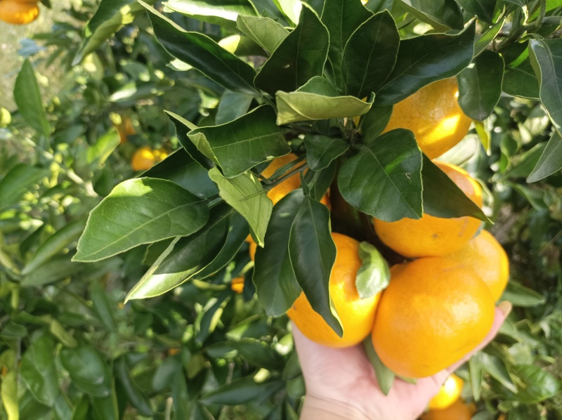 大炮蜜桔80货