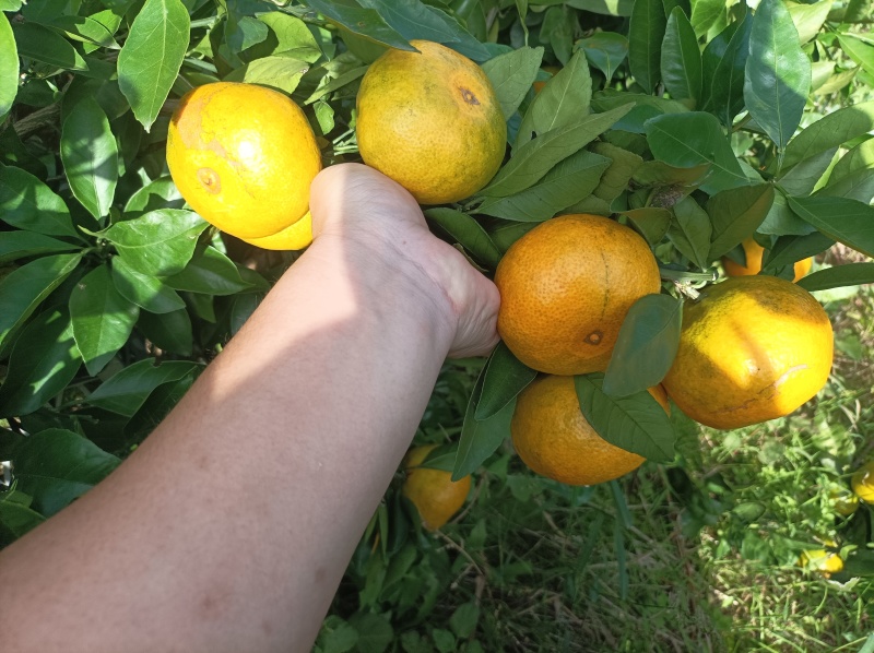 大炮蜜桔80货